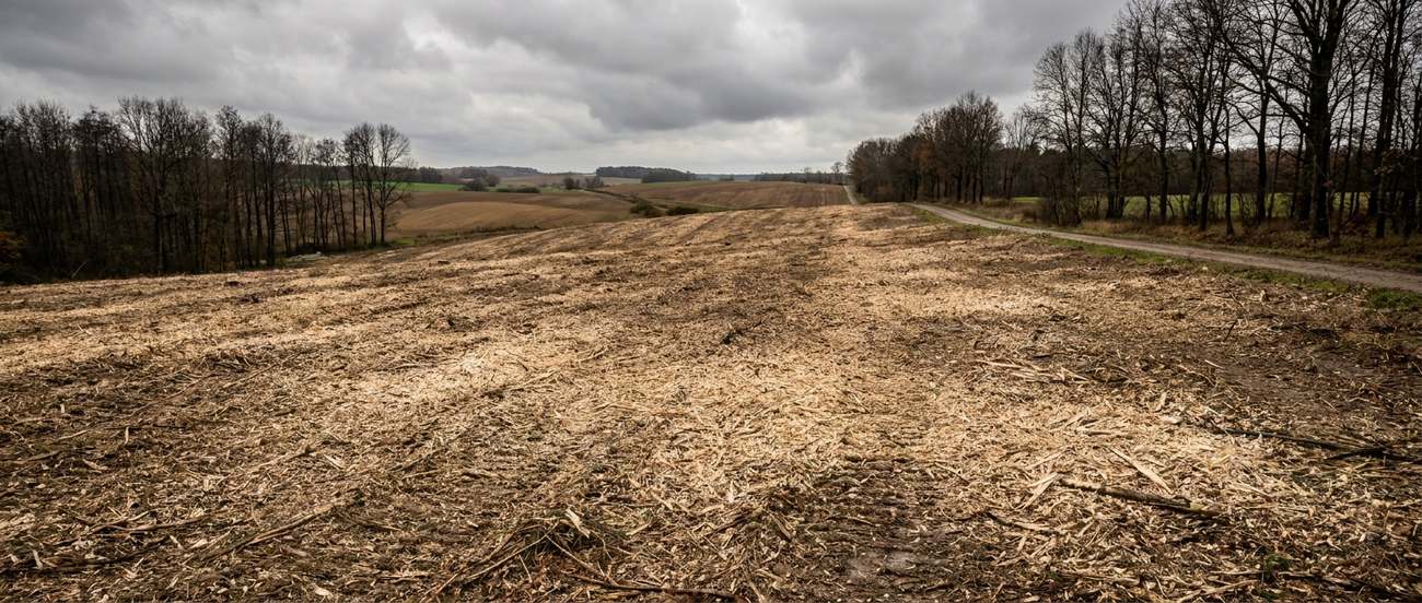 Freshly mulched clearing with a layer of wood chips where brush once stood
